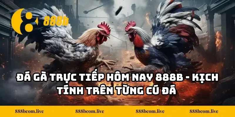 Đá Gà Trực Tiếp Hôm Nay 888B - Kịch Tính Trên Từng Cú Đá
